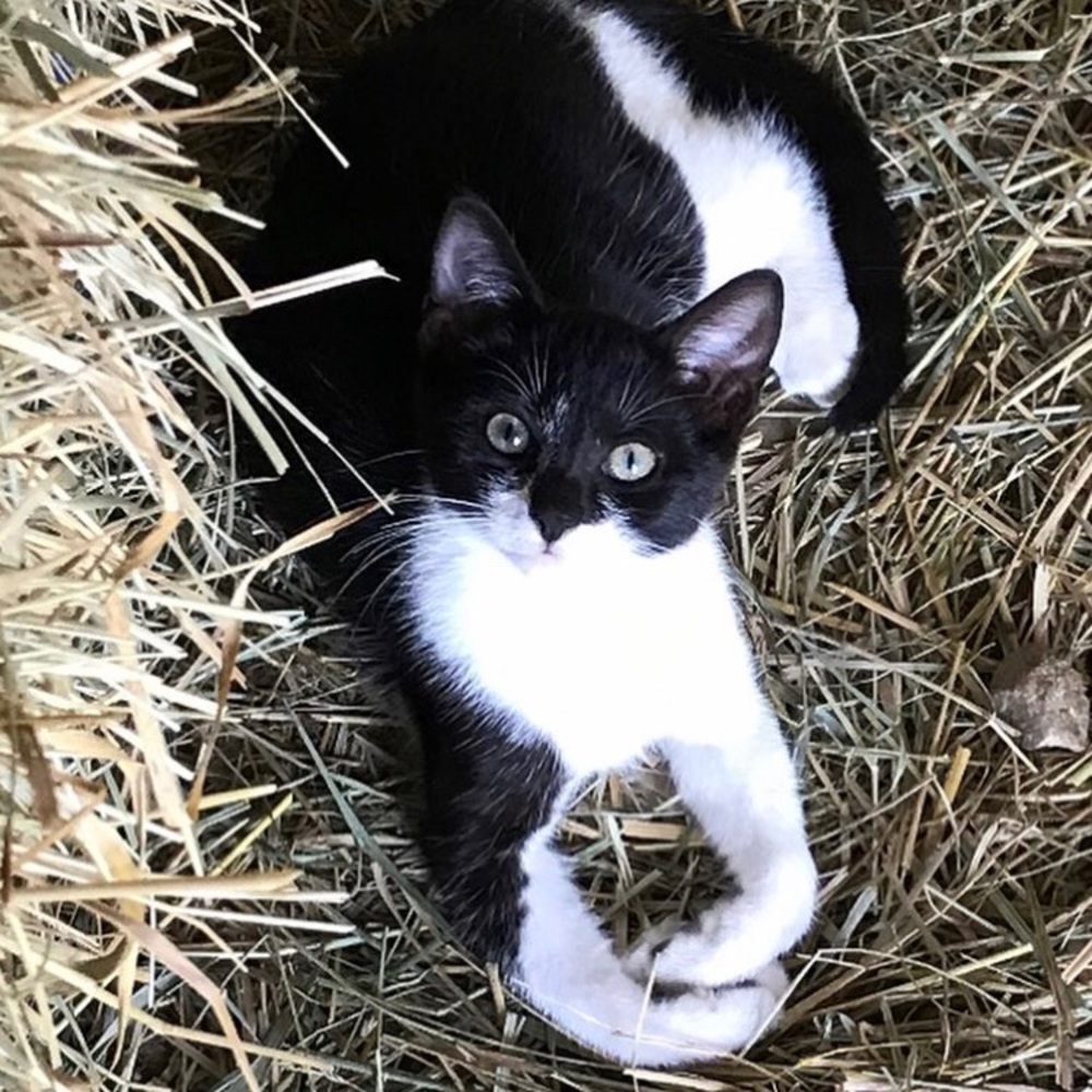 Meet your Posher, Maude